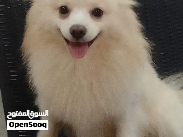 Pomeranian dogs for sale