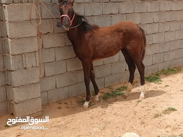 اسلام عليكم ورحمة يوجد فرس والده فلو انجليزيه