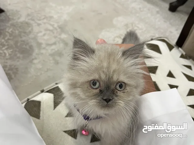 هملايا وايت عمر 4 اشهر مع جميع اغراضها
