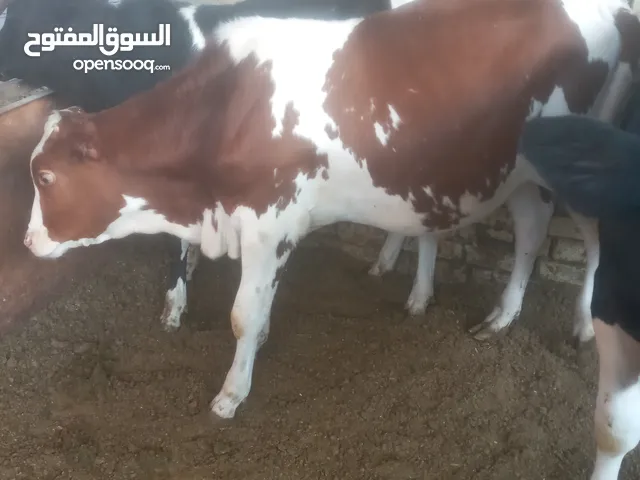 عجول نوعية استرالي خشنات وحلوات معلوفات