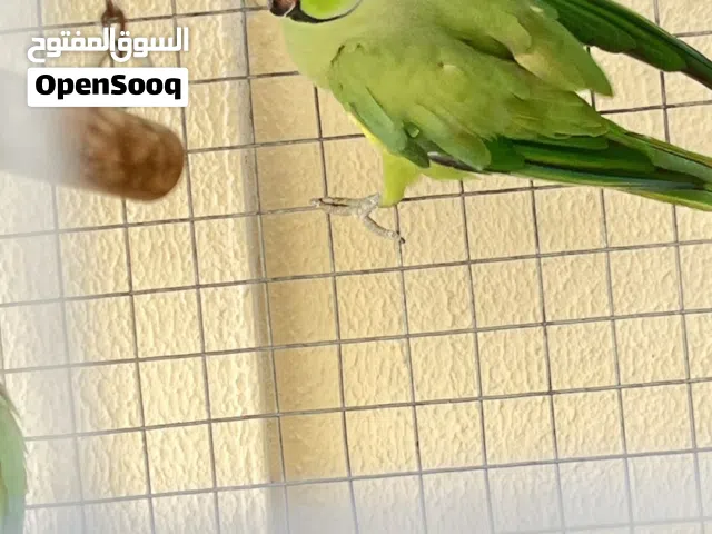متوه للبيع