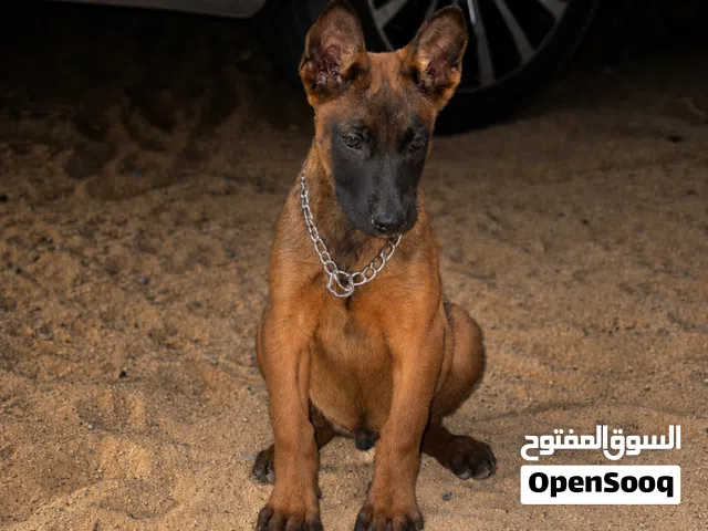 ذكر مالينوا حاجه ربي يبارك ( اقرا الوصف )