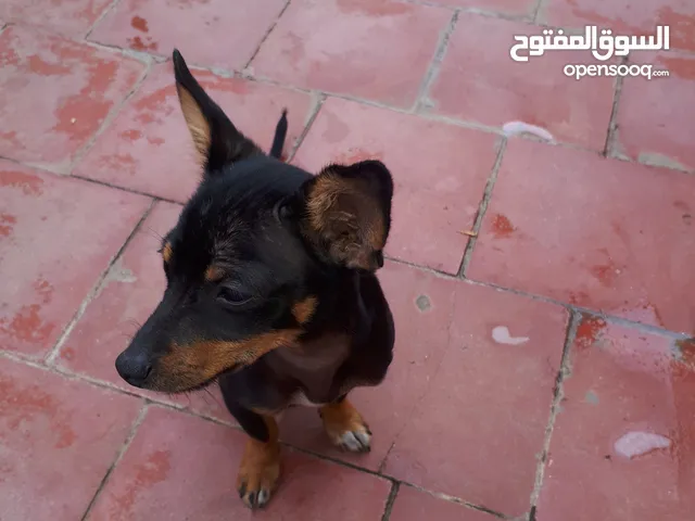 كلب للبيع ثمن دياله