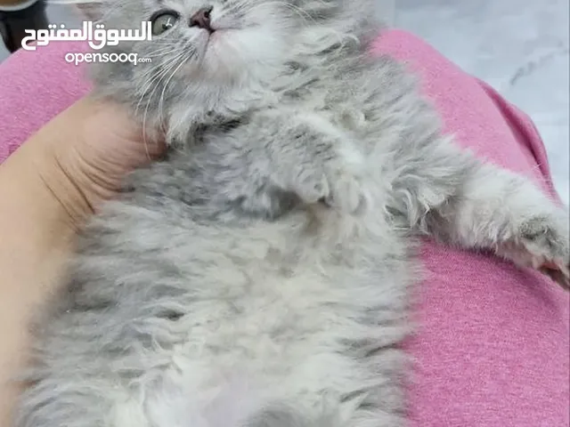 قطط شانشيلا