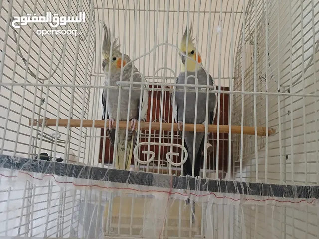 زوج كوكتيل منتج مع البياضة والقفص