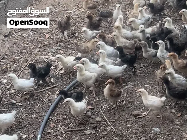 دجاج محلي 20 حبه 10 ريال