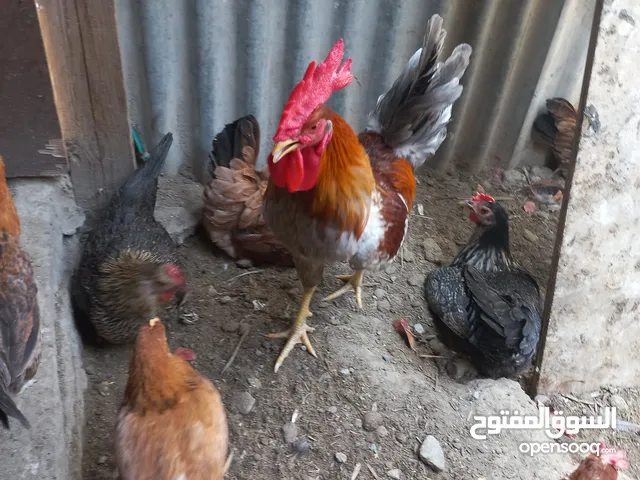 بيض بلدى تجميع يومى صالح للاكل والفقاسه