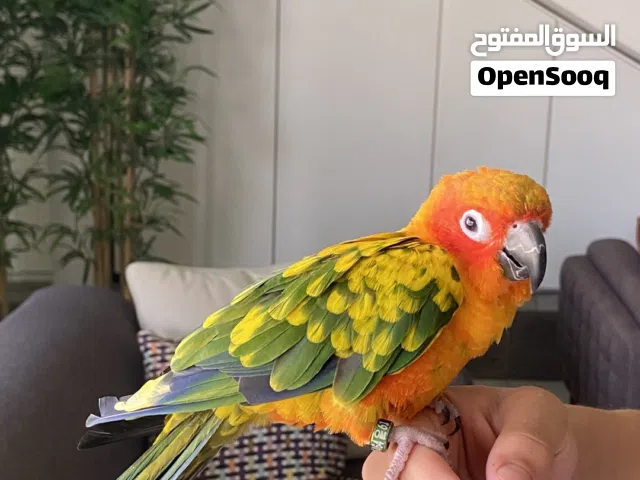 بغبغاء صن كنيور