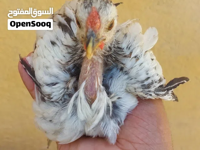 السلام عليكم متاح ديج ب 15 و فراريج ب 25 بيهن مجال للشراي