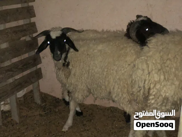 خروف ربي يبارك  يعيد