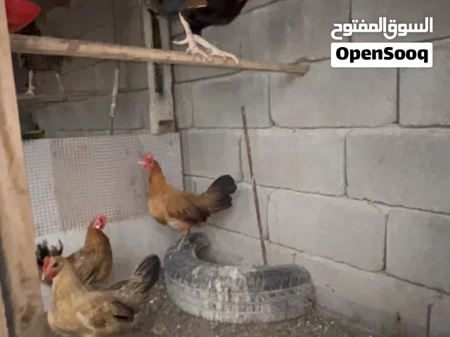 بس دجاج فري بياض
