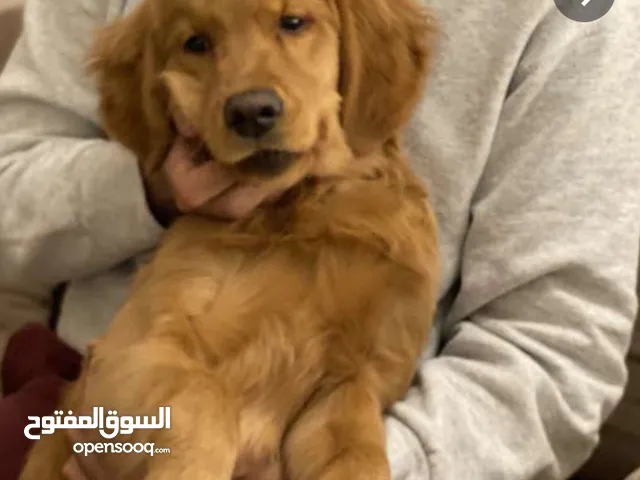 السلام عليكم مطلوب كلب جولدن