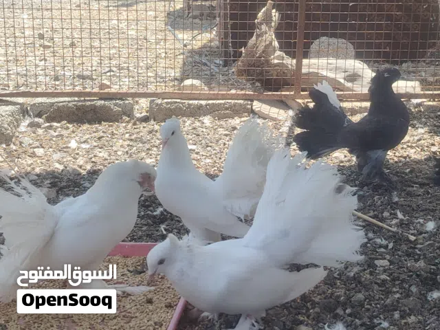 للبيع حمام شمسي بعض هزاز واكثرهن ازواج ومنتج أقرأ وصف