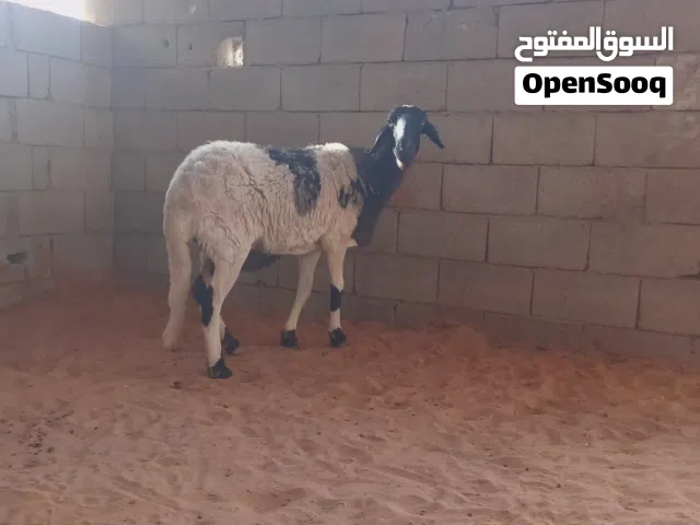 نعجة  عشرا