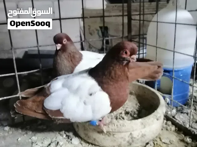 جوزين حمام للبيع