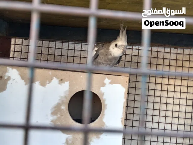 فحل كوكتيل وايت فيس ابو فراخ