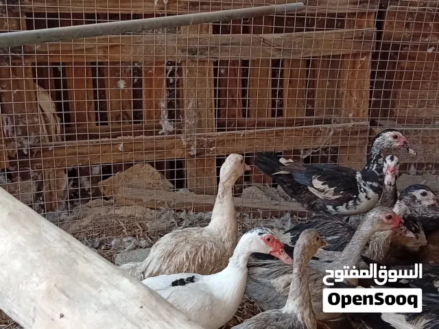بط مصريات  للبيع بسعر اقل عن اسوق