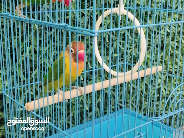 للبيع زوج فيشر ( طيور هولنديه )نص ربوه ويغرد وشرط الصحه والريش ( ) .(هدد داخلي مايعض ابدا