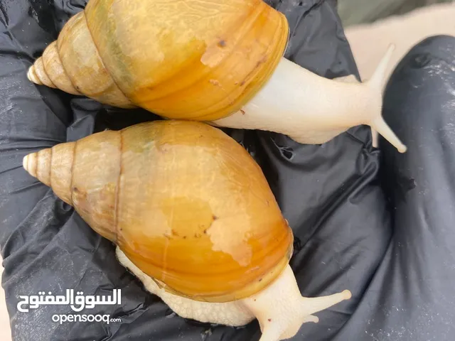 يتوفر حلزونات بينو كرميل و بينو تايغر من عمر شهر لحد 7 اشهر