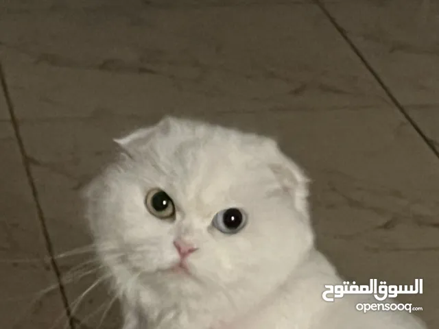 قطه سكوتش فولد طفره نارده لون عينها للبيع مبلغ زهيد قابل ل التفاوض مع جميع اغارضها ومستلزماتها