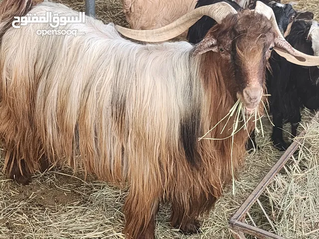 فحل وافي ما شاء الله وحار هالحلال