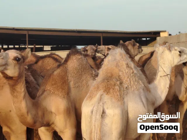 قعدان للبيع