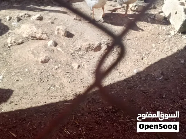 جوز وز البيع بسعر حرق