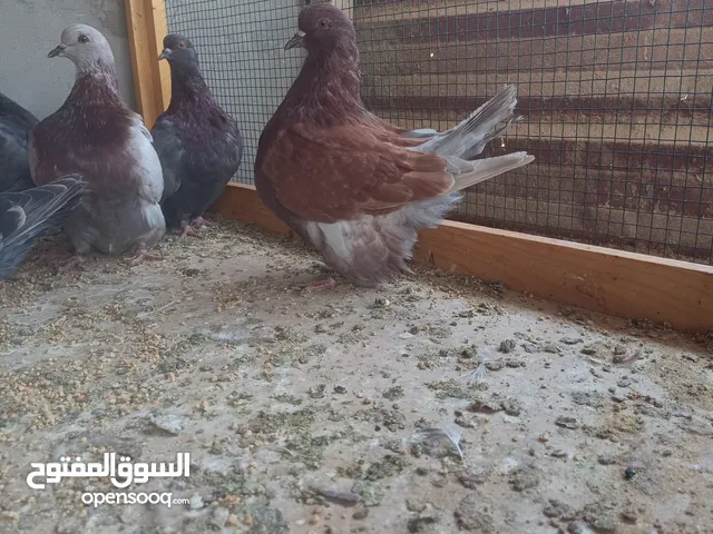 مطلوب حمام للبيع