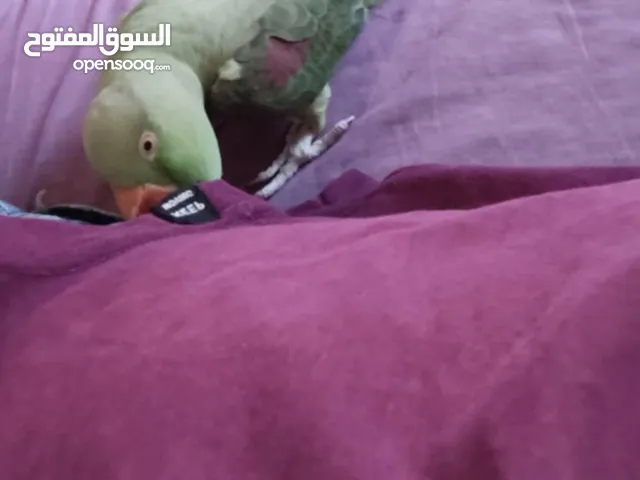 ببغاء كساندرا متكلم لعووب ذكر بدايه طوق حبه بتسبح للي خلقها صحه ونضافه حجم دبل دبل دبل جامبو