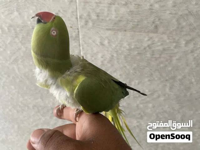 بغبغاء دره أليف ويتكلم