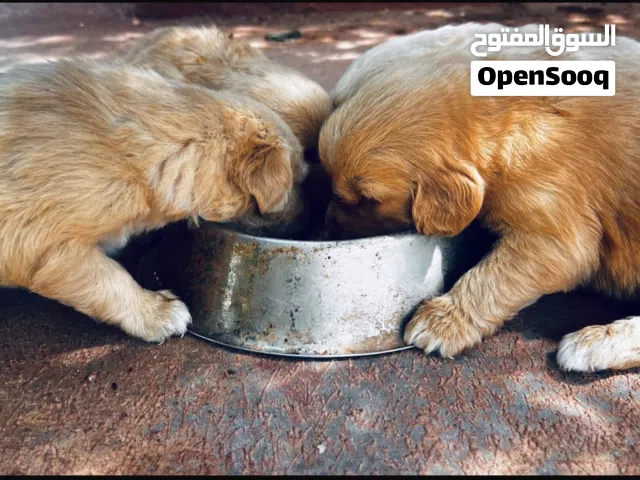 جولدن للبيع