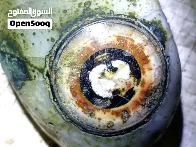 من يوجد لديه مثل هذا الأنواع او أنواع أخرى نشتري منكم