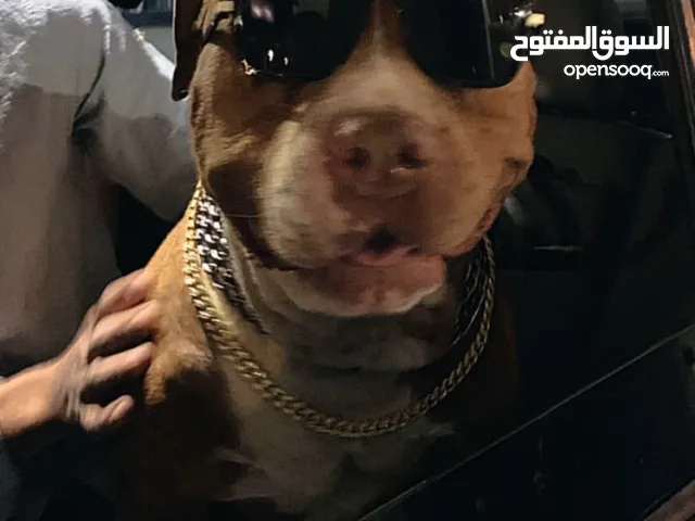 خدمة تمشية صديقك الاليف