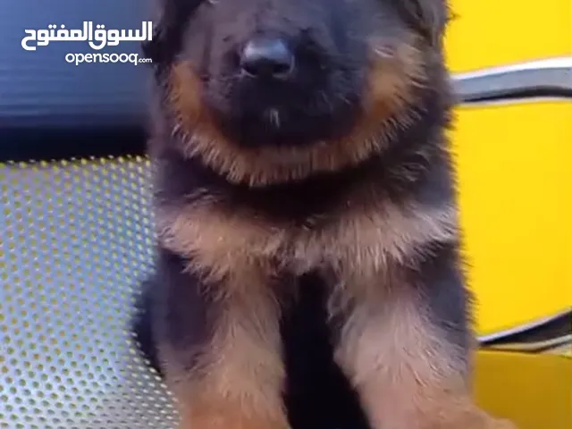 German sheprd puppies long hair top level available for sell