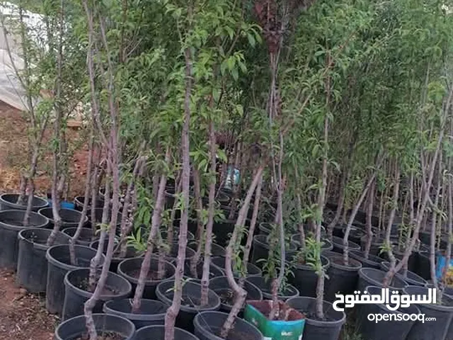 زراعة الحدائق