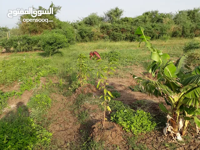 مزرعة للأيجار 3فدان منها 2 مسورةارض خصبة وممتازة وتتميز بانها خارج المنطقة التي تغمرها مياه الفيضان