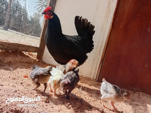 دجاجة عربية للبيع ربي يبارك