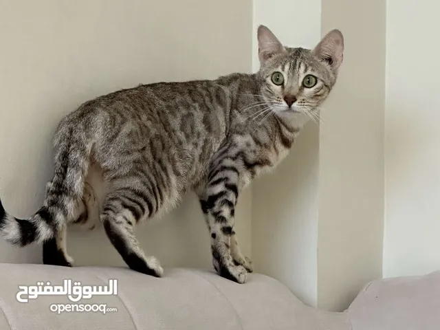 قطة بنغال بيور العمر سنة Pure Bengal cat age 1 year