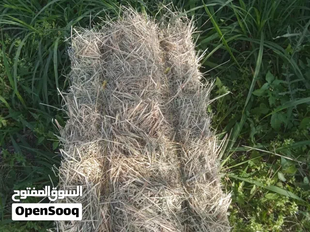 برايد حشيش للبيع ربط كبار ونعيم