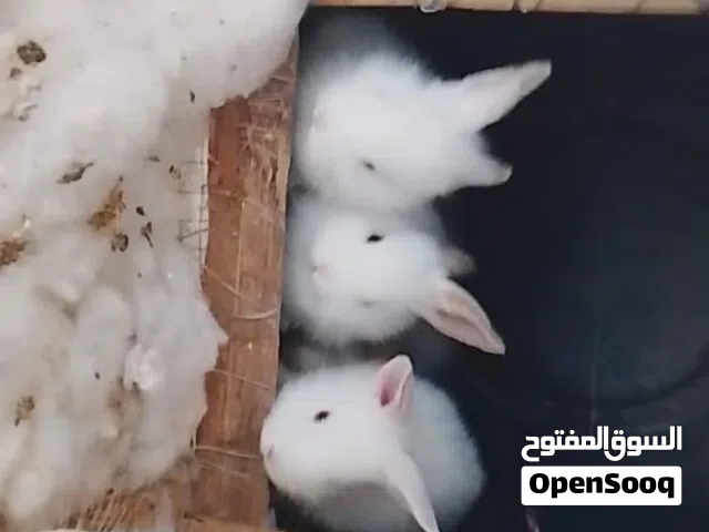 ارانبه للبيع مع ولادها ماشاء الله عنها
