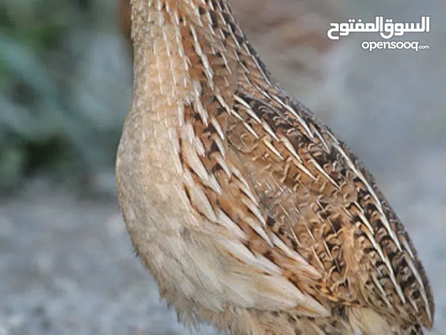 طيور سمان ذكور و اناث