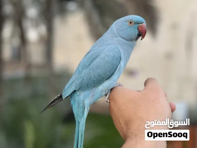 ببغاء دره هندي