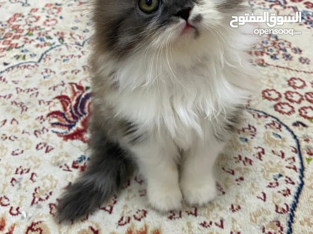 himalayan/persian kitten