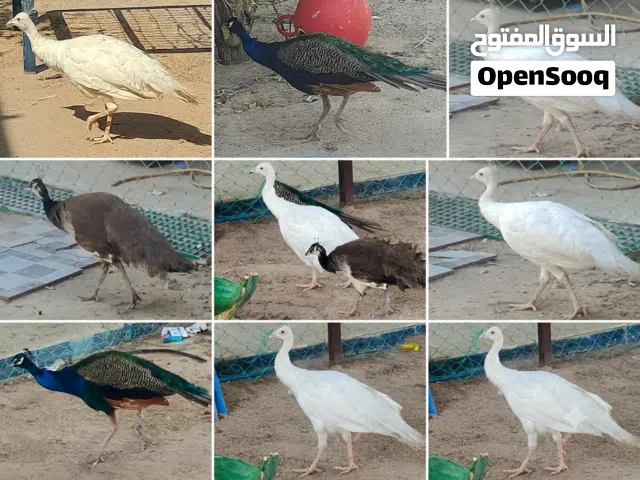 طاوس ذكر واحد و انثى اثنين للبيع مجموعة فاخرة من الطواويس (طاووس هندي وطاووس أبيض ناصع)، طيور نظيفة،