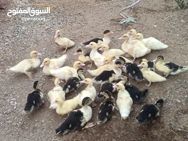 كتاكيت بط مصري.... انظر إلى الوصف اسفل