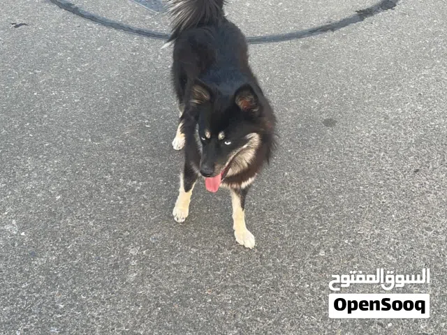 كلاب مادري شو نواعه