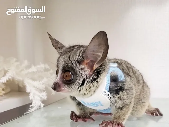 Home trained bush babies available