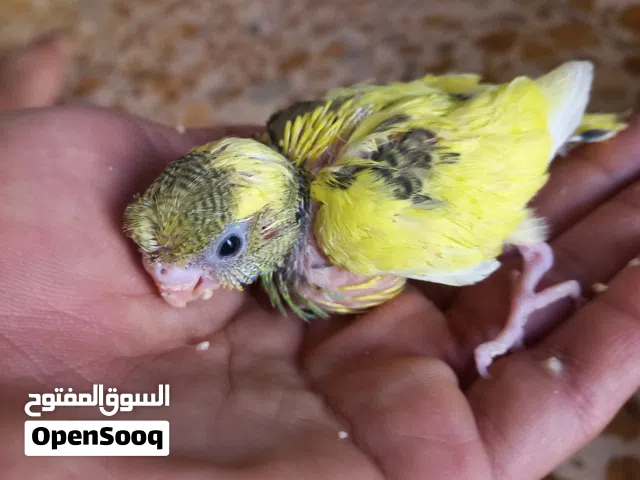 افراخ طيور حب زققق فول الافه