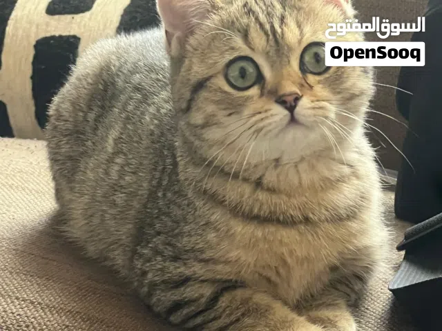 قطة سكوتش وبريتش