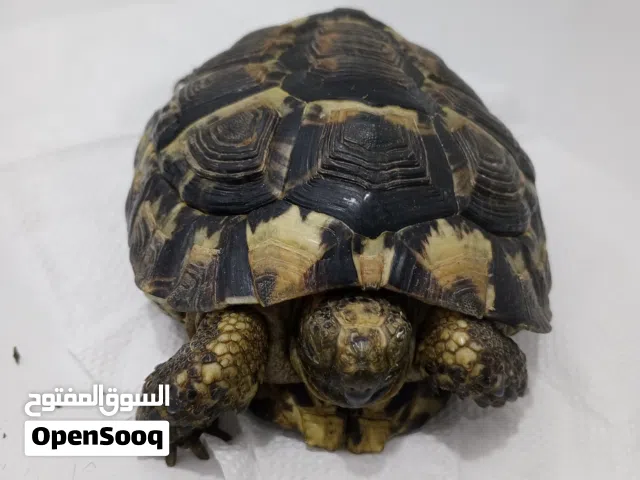 سلحفاه صحراويه كبيره مواليد 2011 تقريبا تقريبا الحجم 15 سم للبيع